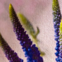 Blauwe veronica kaart detail